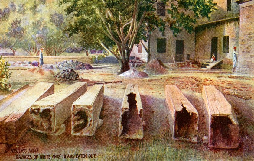 Pile of beams Eaten Out by white ants in historic India.